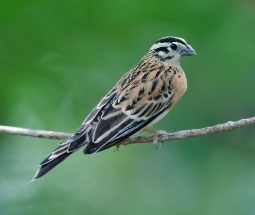 vdovky Sedyho Ptačí Svět